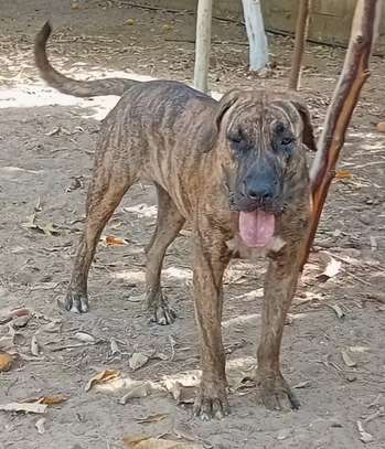 Presa Canario image 3