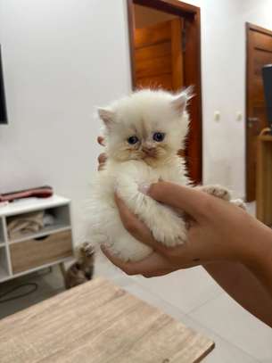 Chaton persan image 3