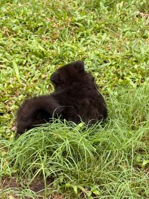 Pomeranien image 5