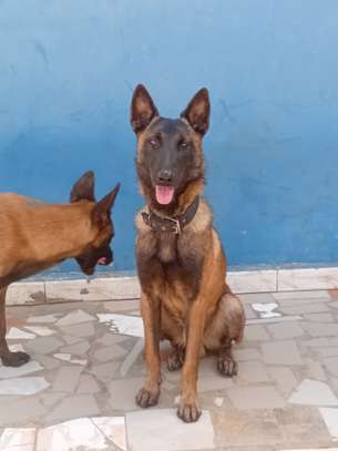 Couple Berger Malinois image 3
