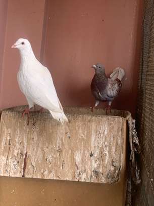 Piegeon de races et voyageurs à vendre image 2