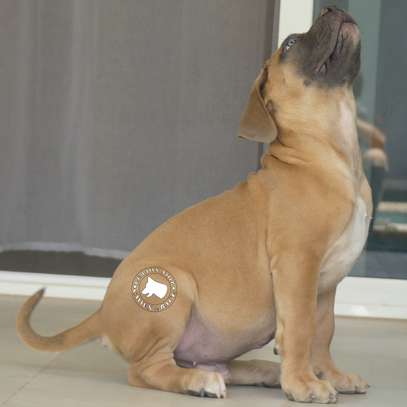 vente chiots boerboels image 2