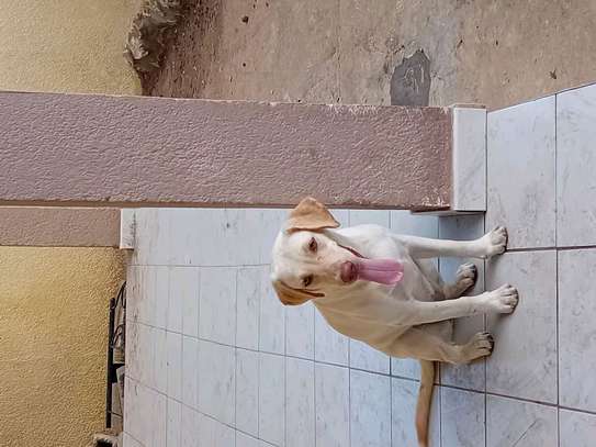 Labrador noir jeune affectueux et joueur image 2