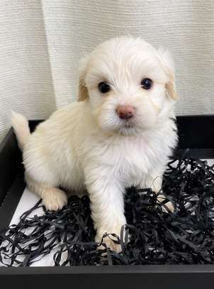 Bichon maltais image 3