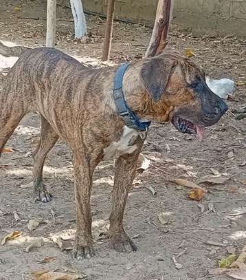 Presa Canario image 4