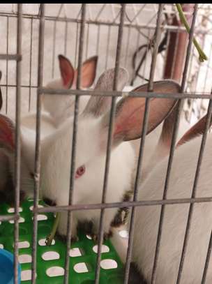 Couple Lapereaux lapin californien image 2