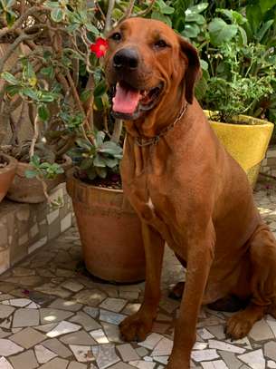 Chiot Rhodesian Ridgeback X malinois image 6