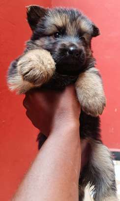 Berger Allemand image 2