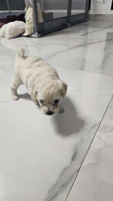 À VENDRE – PETIT BICHON MALTAIS FEMELLE image 5