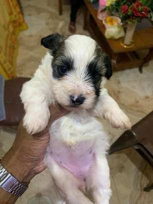 Bichon malté image 2