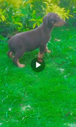 Doberman chiot noir et feu vacciné et vermifugé image 6