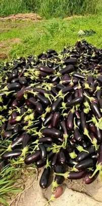 Notto agro-fournisseur image 6