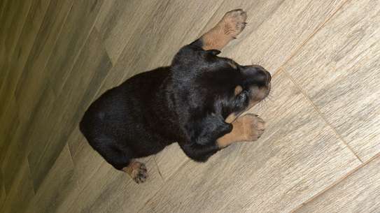 Chiot Rottweiler à vendre image 3