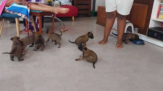 🐶 7 chiots mâles Malinois disponibles à la réservation 🐶 image 2