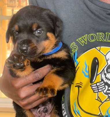 Chiots Rottweiler image 5