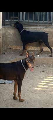 Chiots doberman image 2