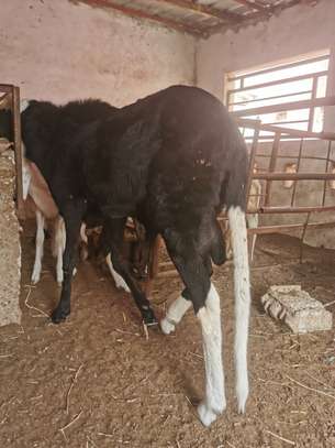 Vente Flash mouton Tabaski image 3