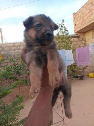 Chiot métisse berger allemand image 5