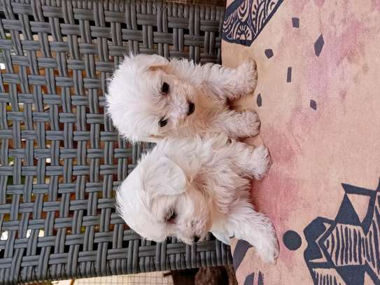 Bichon maltes image 5
