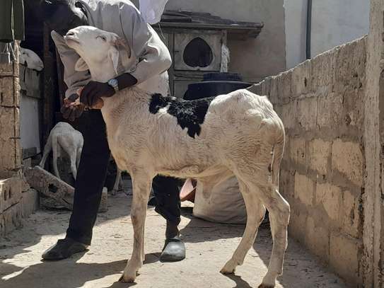 Moutons Ladoum image 3
