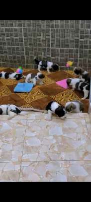 Bichons maltais image 2