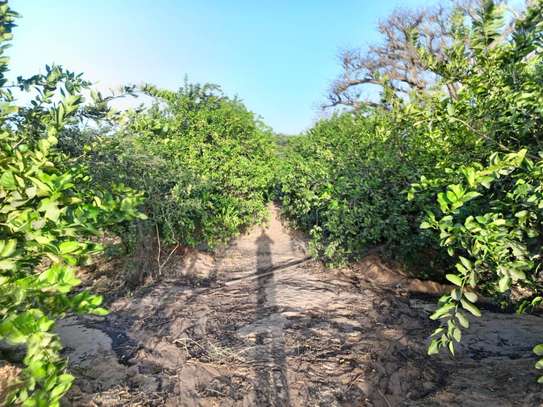 𝐕𝐞𝐫𝐠𝐞𝐫 𝐝𝐞 1 𝐡𝐞𝐜𝐭𝐚𝐫𝐞𝐬 6000m2 𝐞𝐧 𝐩𝐥𝐞𝐢𝐧𝐞 𝐩𝐫𝐨𝐝𝐮𝐜𝐭𝐢𝐨𝐧 image 3