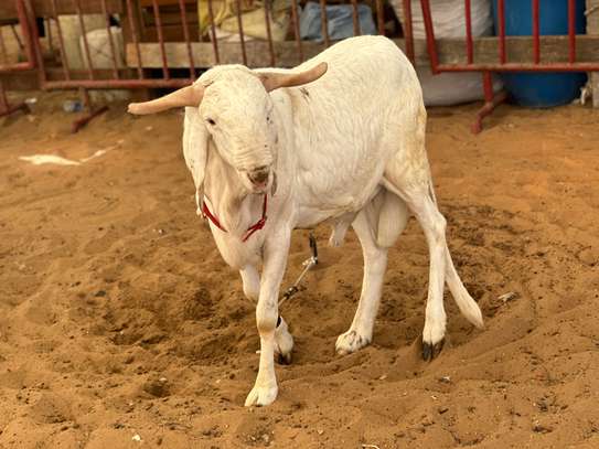 Mouton de tabaski de qualite image 7
