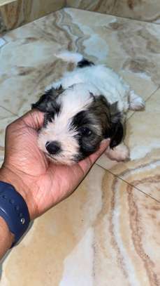 Bichon malté image 3