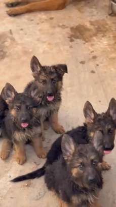 Berger Allemand poil long dos incliné image 2
