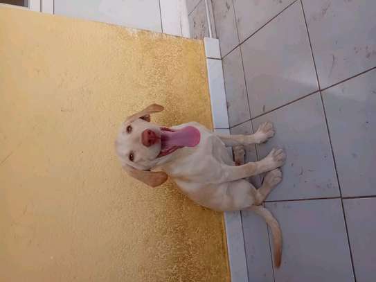 Labrador pure race image 8