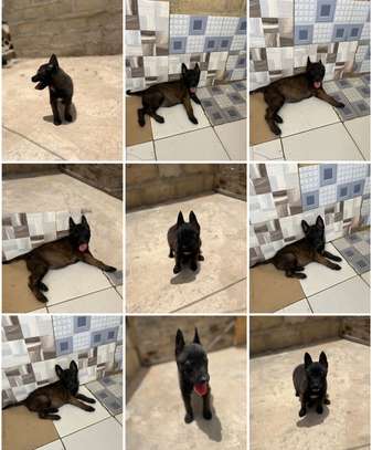 Malinois chiot énergique familial image 2