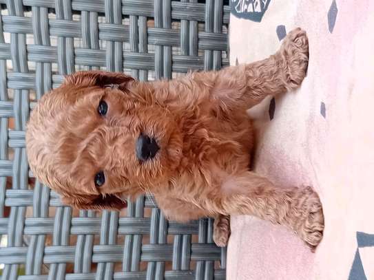 Caniche image 6