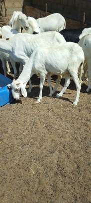 Lot de Moutons Femelle Ladoums image 5