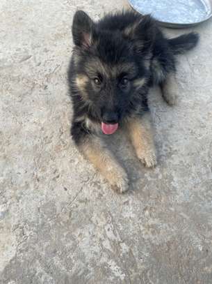 Berger Allemand chiot noir et feu image 10