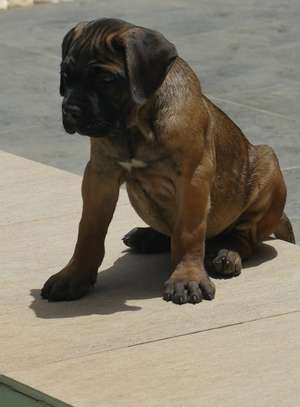 chiots cane corso image 6