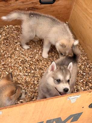 Husky de Siberie image 10