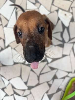 Rhodesian Ridgeback x malinois image 2