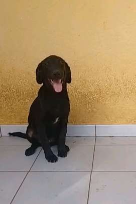 Labrador pure race image 7