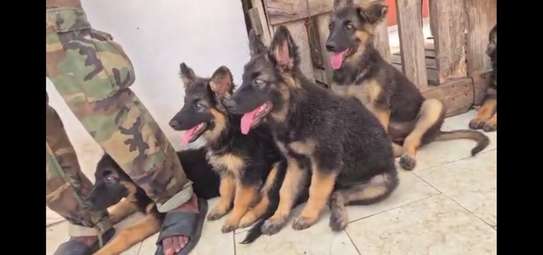 Chiots bergers allemands à vendre image 3