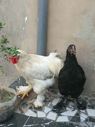 Couple. Poule bramah image 4