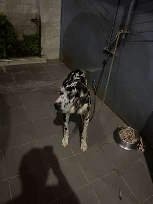 DOG ALLEMAND image 3