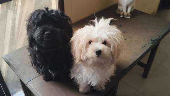 Bichon maltais image 2