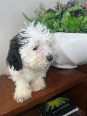 Bichon maltais à vendre image 4