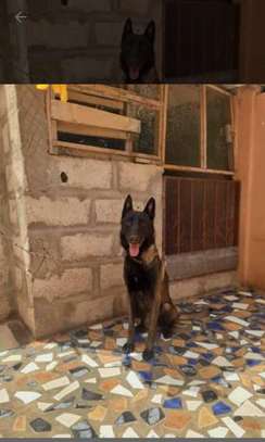 Chiots Berger Malinois image 4