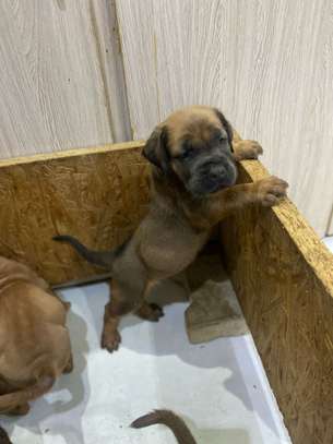 BOERBOEL image 7
