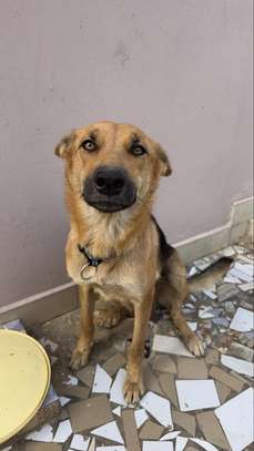 chienne berger allemand pure sang image 6