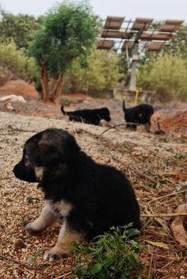 CHIOTS BERGERS ALLEMAND PURE SANG image 4