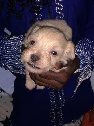 Bichon Maltais image 5