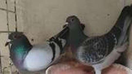 Pigeon à vendre image 3