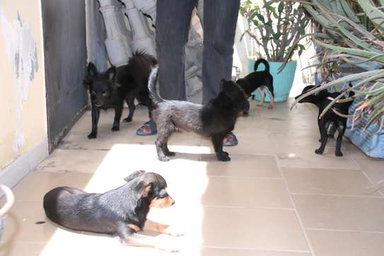Chiots Chiwawa disponibles image 2